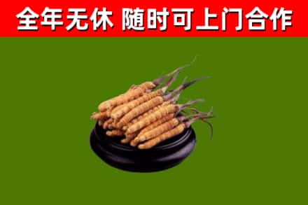 海安回收冬虫夏草